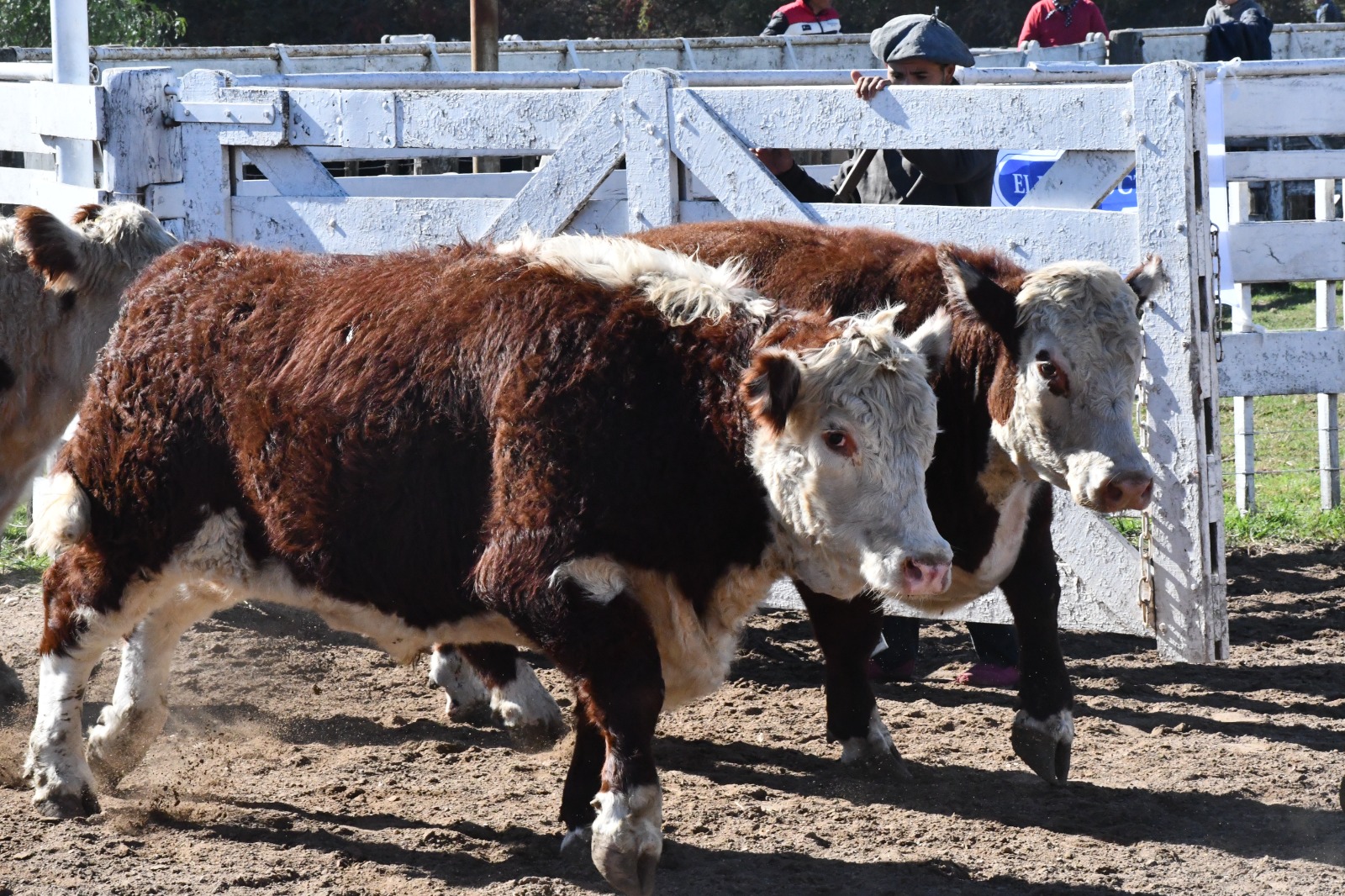 Los Terneros Y Terneras Coparon La Expo De Oto O De La Rural De R O