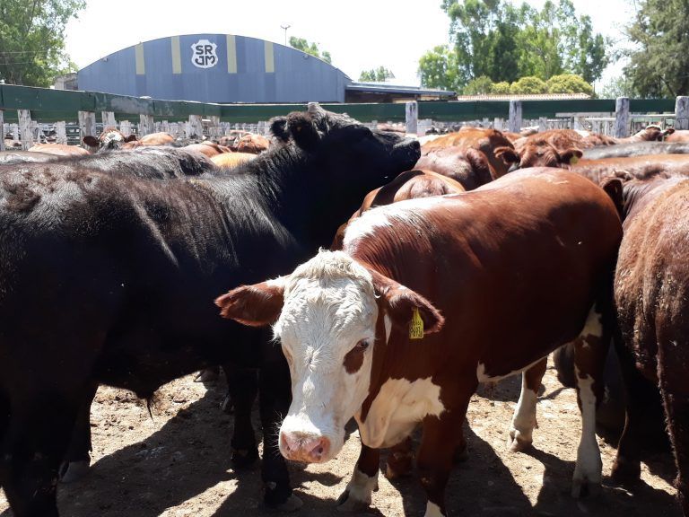 Advierten que el rodeo bovino se achicará en Argentina en 2019