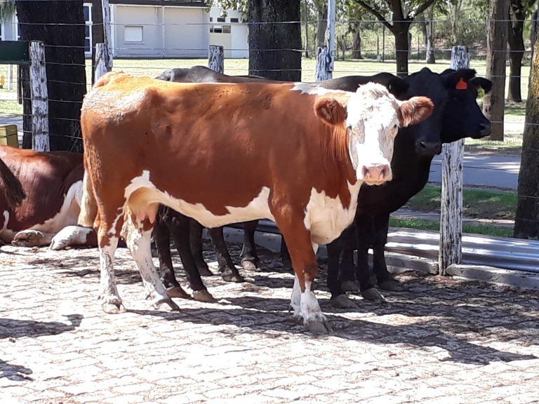 Informe AgroIdeas: Análisis de la suba del precio en la Hacienda Gorda