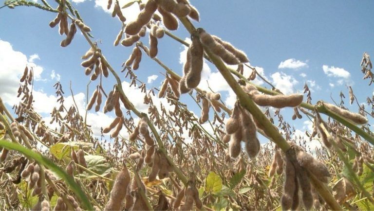 Pronóstico para este año: El ataque de plagas será hostil para el cultivo de soja