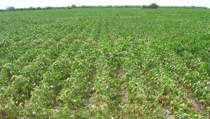 soja campo seco