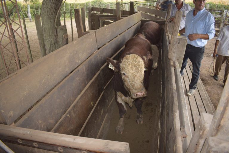 Ganadería: Se realizó la evaluación anual de focos de carbunclo en la Argentina