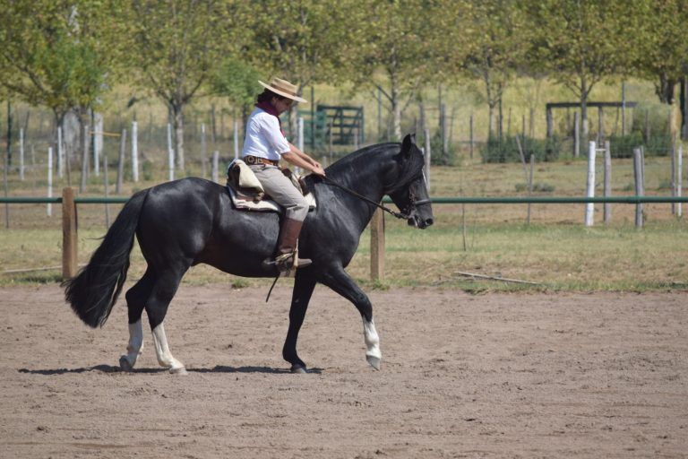 Vuelven los Caballos Criollos a la Sociedad Rural de Jesús María