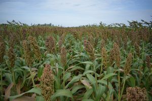 sorgo hibrido peman