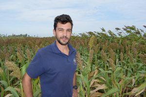 sorgo hibrido peman