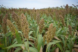 sorgo hibrido peman mundoagro