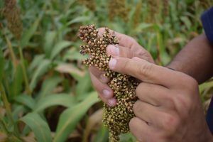 sorgo hibirdo peman mundoagro