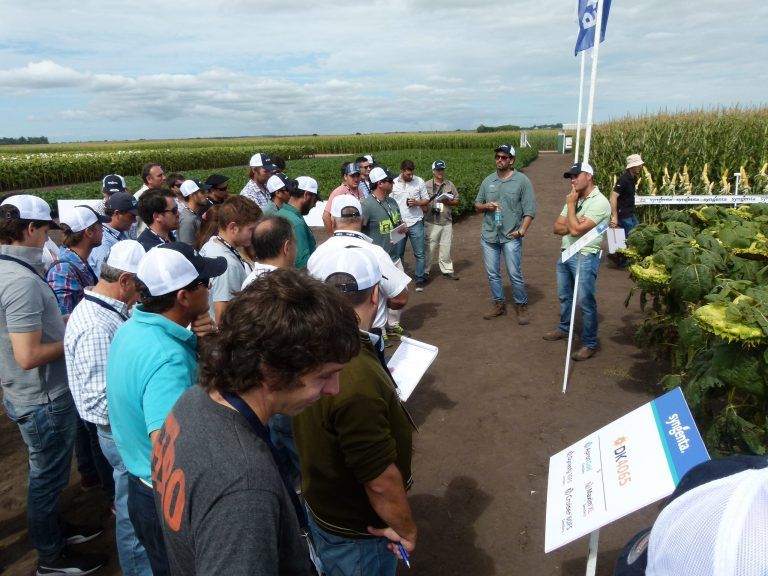 Nuevos híbridos de girasol y tecnologías para soja y maíz en Exposyngenta Camet.