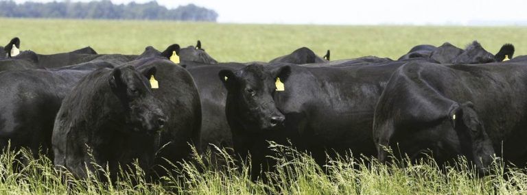 En Expoagro, IPCVA sigue promocionando y apostando todas las fichas a la Ganadería.