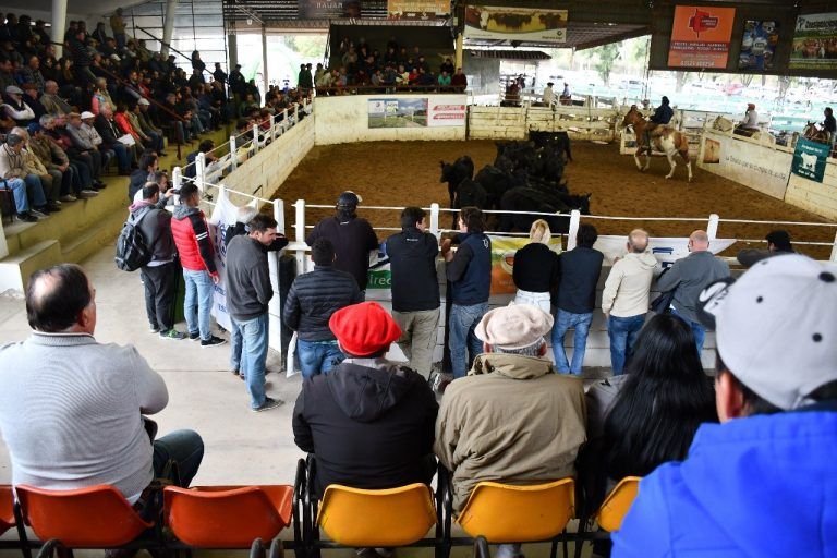 Consignaciones Rematará 1.300 Cabezas en Sociedad Rural de Jesús María.