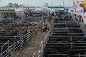 agroactiva ganadera