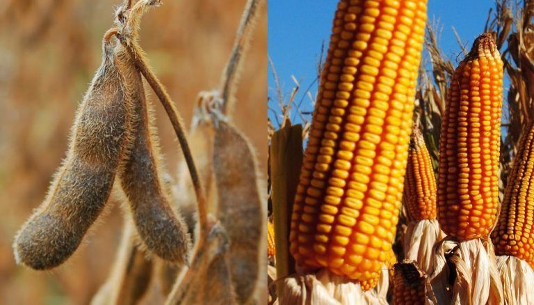 Agroindustria estimó en 79,6 millones de toneladas la cosecha gruesa