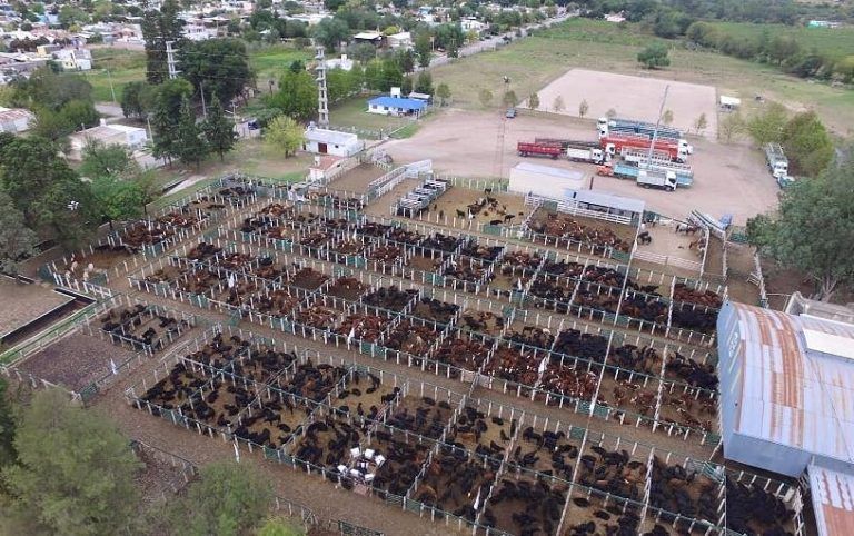 La Fiesta del Ternero reunió a más de 300 Productores en la Rural de Jesús María.