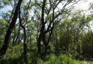 parque del oeste