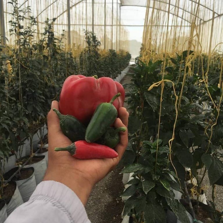 Herramientas para agroemprender con éxito en zonas periurbanas