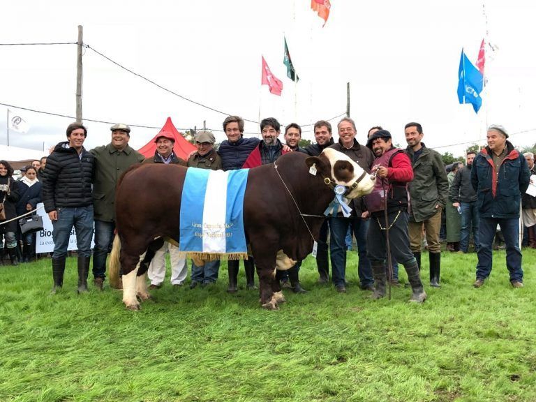 El Toro Arandú de Pilagá consagrado Gran Campeón en la Nacional Braford.