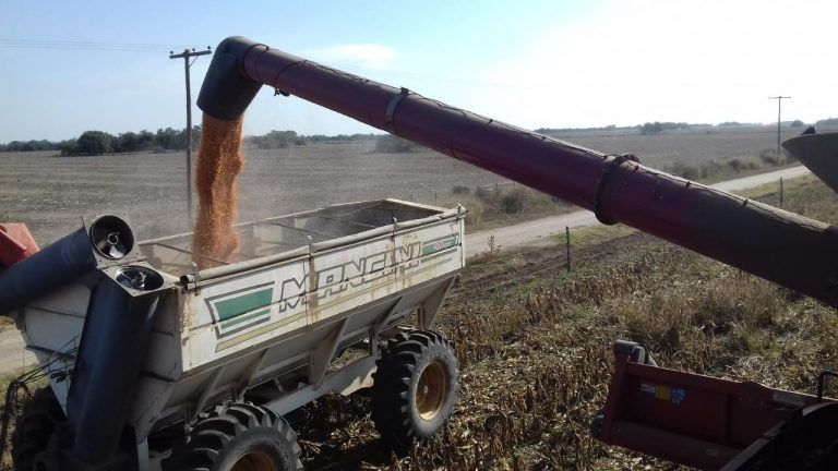 Según estimación de Agroindustria, la siembra de Maíz crecería un 3 %.