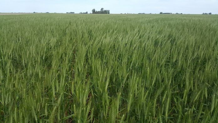 Mercado Internacional Sigue Poniendo La Mira En La Ola De Calor Que Afecta Al Trigo Mundo 5264