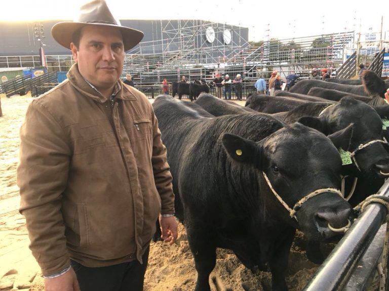 Mbappé, un Toro Angus,  fue el primero en Ingresar a la Exposición Rural de Palermo.