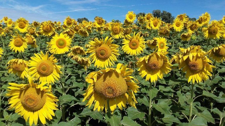 Stoller: Estrategias en Girasol para que el cultivo tenga su máxima expresión.