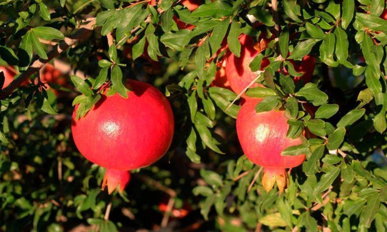 Comercialización y Debut frutícola: desde Córdoba se exportaron granadas frescas a Brasil