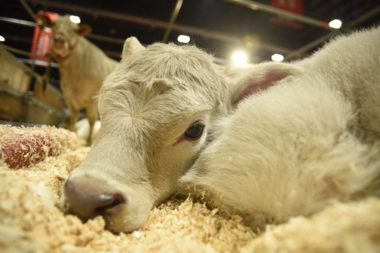 Con «Pituca» la Exposición Rural de Palermo tuvo su Primer Nacimiento.