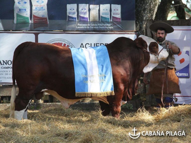 Con importantes valores, se concretó en Corrientes el 15to Remate de Cabaña Pilagá.