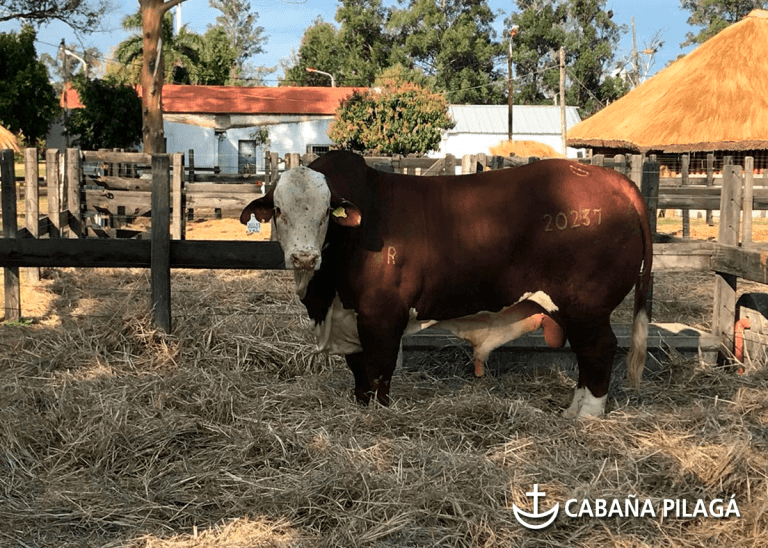 Cabaña Pilagá Realizó su Remate Formoseño, con Valor Máximo de $160.000 por un Toro Braford.