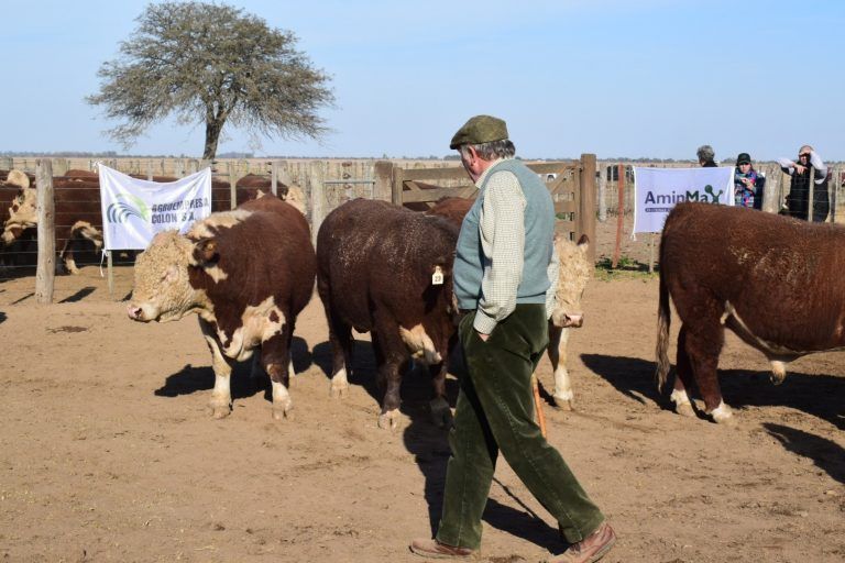 Jura Fenotípica: La Mejor Expresión Hereford en Establecimiento «La Toma» de la UCC.