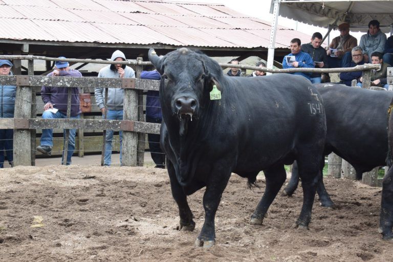 Con Máximos de $78.000 para Toros, Consignaciones realizó el Remate de Cabaña Ministaló