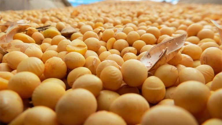 Retenciones a la soja: hacia dos mercados diferenciados