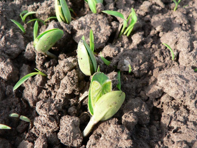 Syngenta lanzó Vibrance Maxx, un nuevo tratamiento para semillas de soja.
