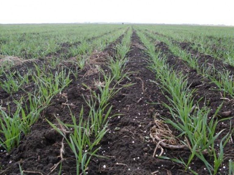 BCR: Condición de humedad en el suelo pesa más que la incertidumbre para el Trigo