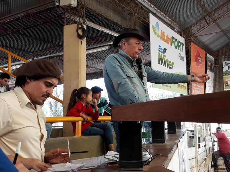 Consignaciones Córdoba rematará 1.700 Cabezas en Jesús María.