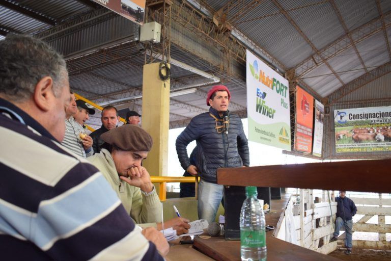 Ingresan 1.100 Cabezas para Remate de Consignaciones Córdoba en Jesús María.