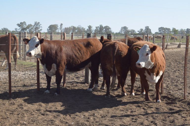 Con el ingreso de 23 Toritos de diversas cabañas, comienza la 7a Prueba a Campo Hereford en la UCC