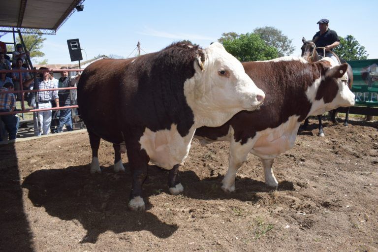 Más de 2.500 asistentes en  Seminario de Producción Bovina