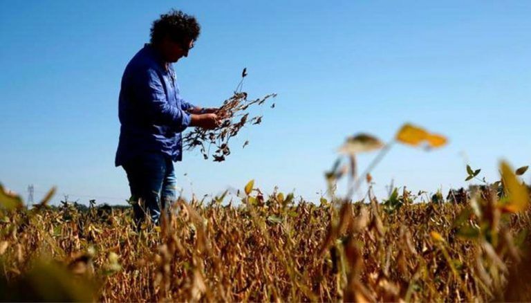 Por no fertilizar correctamente la soja, el productor pierde casi 160 dólares por hectárea