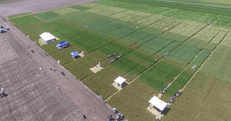 Se viene una nueva Expo Nexo LARES, edición fungicidas en cereales de invierno.