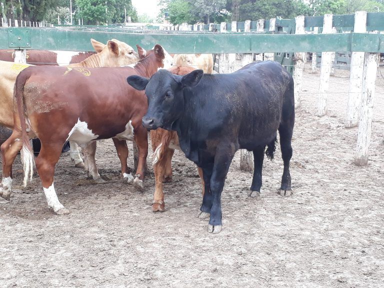 Remate de Hacienda en la Rural de Jesús María con 1.350 cabezas.