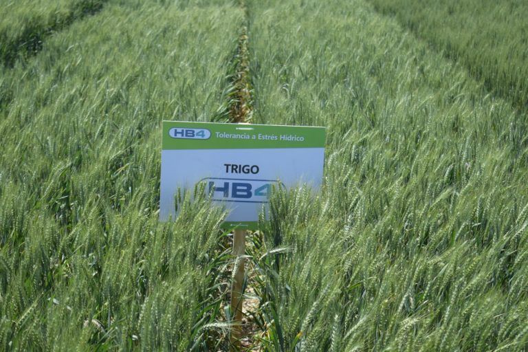 El encono de un ex funcionario de Agroindustria  de Macri contra el Trigo HB4
