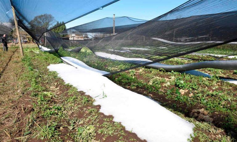 Informe de Aproduco: Tormentas severas afectaron a productores hortícolas del interior provincial.