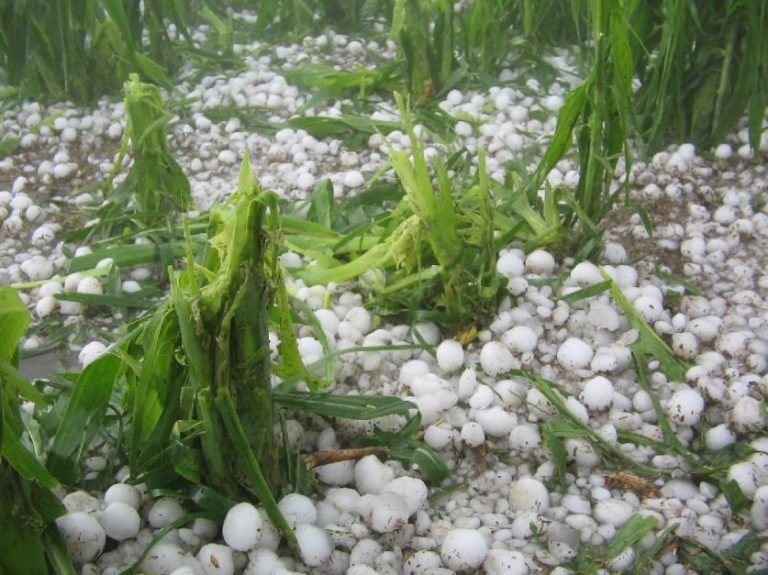 FAA: “Sin seguro multirriesgo seguirán fundiéndose más productores”