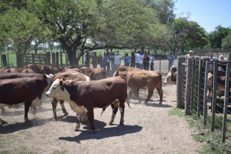 Con 54 Toros arranca Prueba a Campo Pastoril Hereford en Campo La Toma.