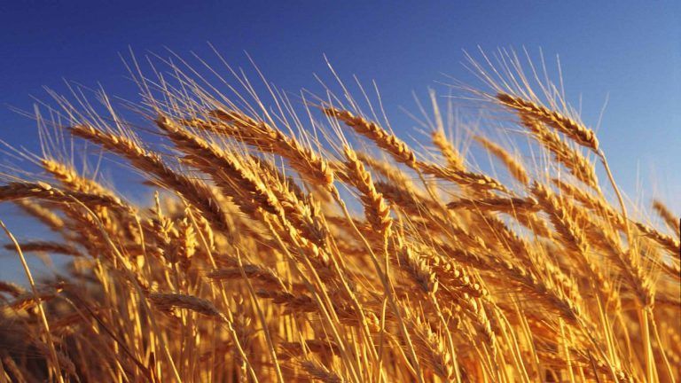 Subas para el trigo en plena cosecha: cuáles son las recomendaciones de comercialización