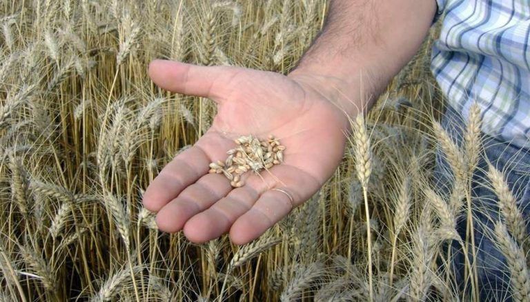 Toyota sumó al trigo y amplió su Plan Canje Cereales para la adquisición de una Hilux
