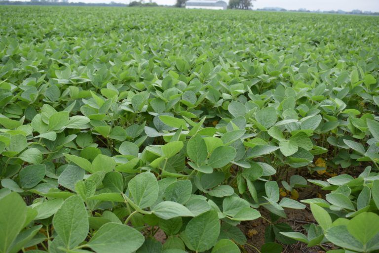 FMC tiene recetas para combatir insectos de suelo que afectan cultivos.