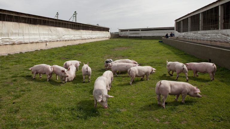 Senasa decomisó cerdos de un establecimiento de Río Cuarto.