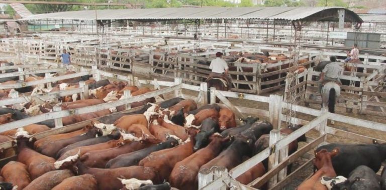 En Liniers valores firmes en el Primer Remate de Hacienda del 2019.