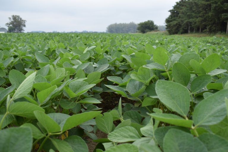 BCCBA: Informe del USDA sin sorpresas en producción de Soja y Maíz de Sudamérica